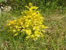 philadelphus aureus