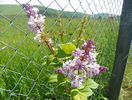 syringa josikaea