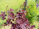 cotinus Royal Purple