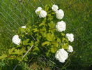 viburnum opulus roseum