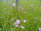 campanula patula