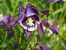 aquielgia Winky Purple White