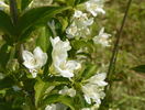 weigela candida