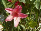 azalea Chanel