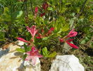 azalea Chanel