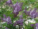 liliac Miss Kim