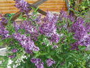liliac Miss Kim