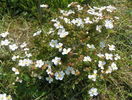 potentilla Abbotswood