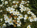 potentilla Abbotswood