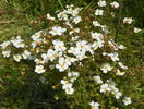 potentilla Abbotswood