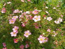 potentilla Lovely Pink