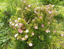 potentilla Lovely Pink