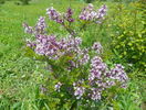 liliac Miss Kim 2
