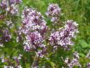 liliac Miss Kim 2