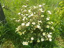 potentilla Primerose Beauty