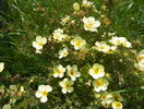 potentilla Primerose Beauty