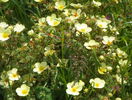 potentilla Primerose Beauty