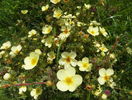 potentilla Primerose Beauty