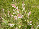 salix Hakuro Nishiki