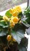 Begonia