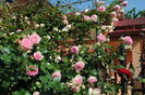 21 mai, Eden Rose