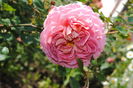 Jubilee Celebration