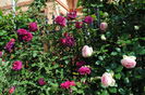 Munstead Wood si Eden Rose
