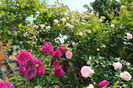 Munstead Wood si Eden Rose