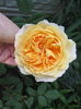 Crown Princess Margareta