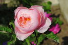 The Alnwick Rose