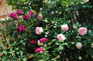 Munstead Wood si Eden Rose