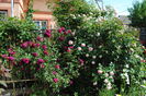 Munstead Wood si Eden Rose