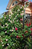 Eden Rose si L D Braithwaite