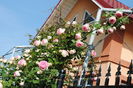 Eden Rose, peste gard, la vecinu'...