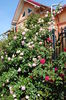 Eden Rose si L D Braithwaite