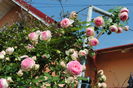 21 mai, Eden Rose
