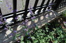 Nepeta faassenii Walkers Low
