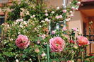 Jubilee Celebration