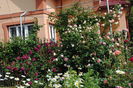 Munstead Wood si Eden Rose