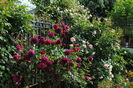 Munstead Wood si Eden Rose