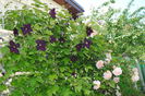 Abraham DArby si Romantika