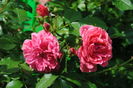 Rosarium Uetersen