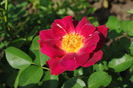 Weg der Sinne, prima floare :))