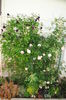 Abraham DArby si Romantika