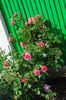 Rosarium Uetersen