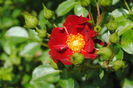 Bienenweide Rot