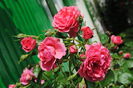 Rosarium Uetersen