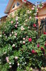 Eden Rose si L D Braithwaite