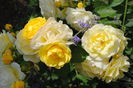 golden border(comtesse du barry)