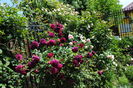Munstead Wood si Eden Rose